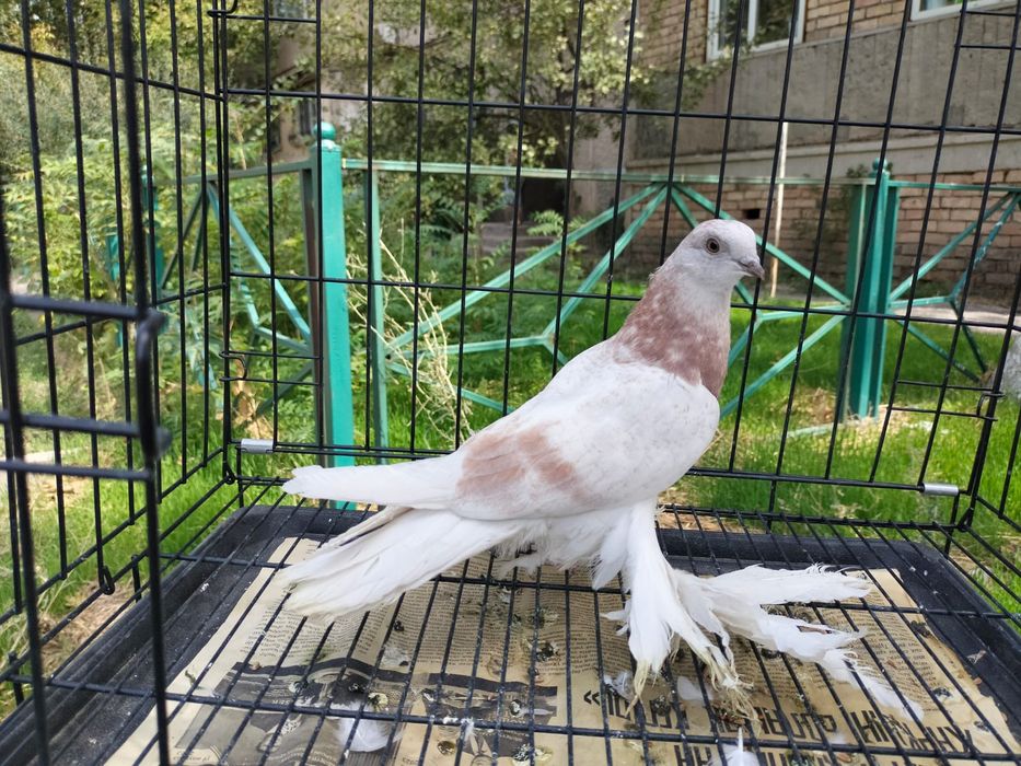 Голуби, рантовые голубу, Тасман, сиреневый