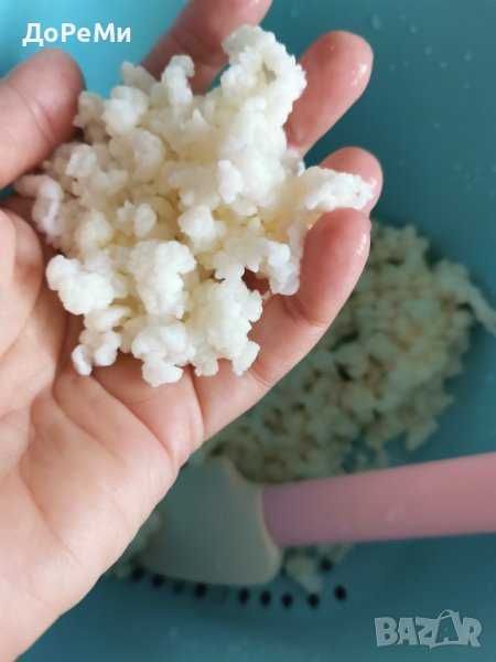 КЕФИР  тибетски кефирни зърна