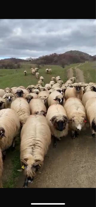 Vand 100 de oi tinere