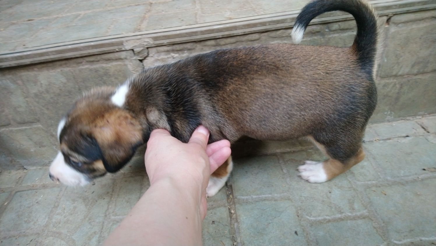 Oferim spre adopție doi masculi talie mică 6 săptămâni