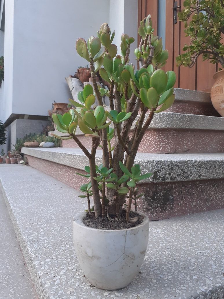 Plante decorative - 5 lei - 500 lei