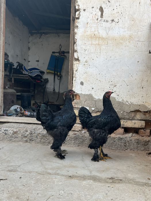 Тамыздық 4 айлық брама шөжелер бар