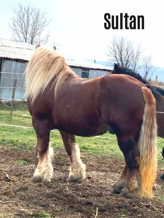 Mânz armăsar în vârstă de 6 luni