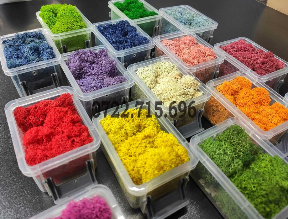 Licheni Iasi, calitate Premium, pret Importator direct