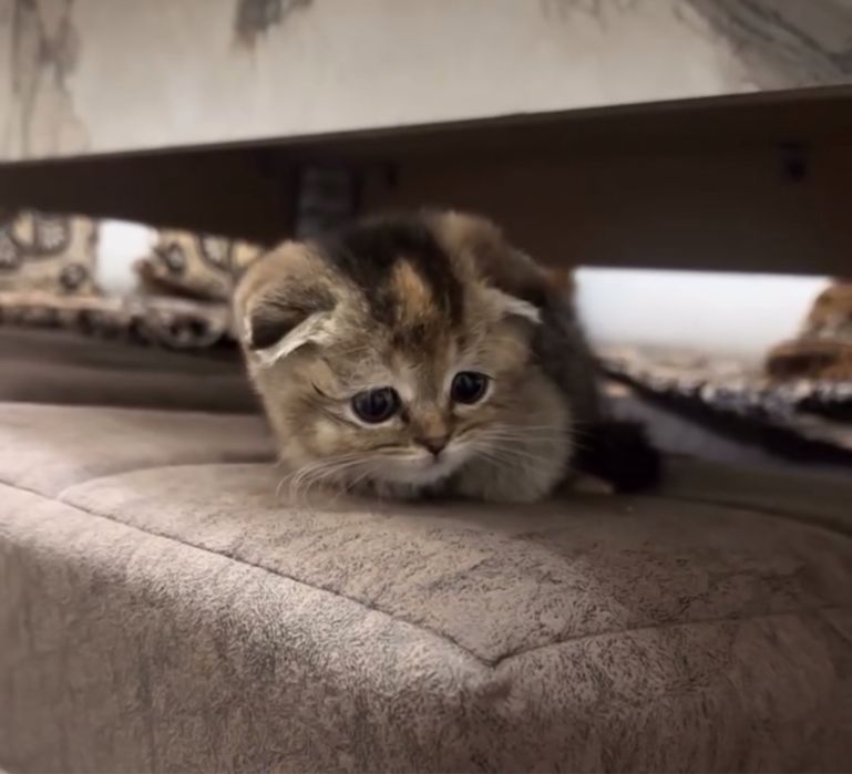 Zolotaya Shinshilla parodali mushuk sotiladi