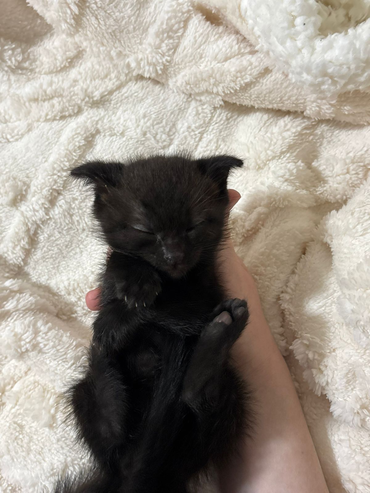 Котята скоттиш страйт
