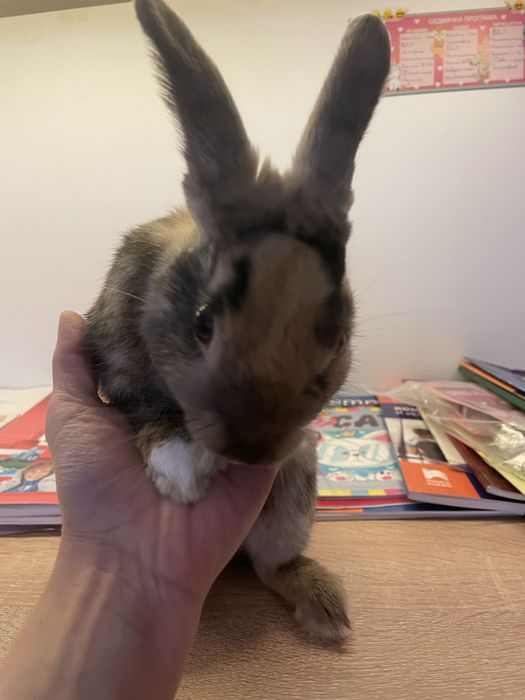 Декоративен заек