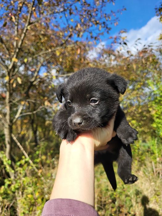 Pui de câine maro si negru