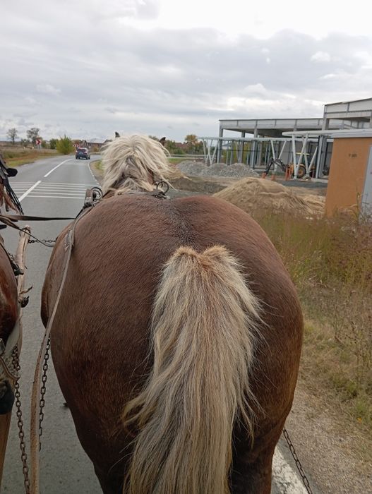 Vând iapa mai multe detalii la tel
