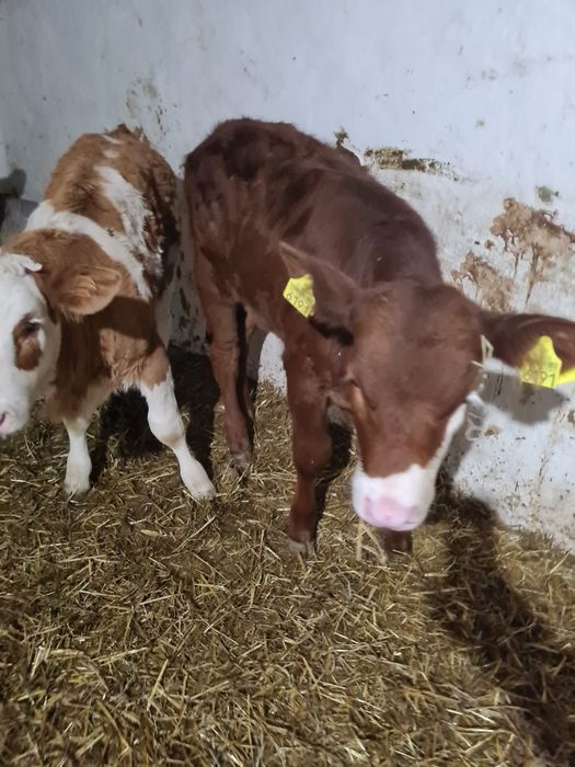 De vânzare 4 vitele