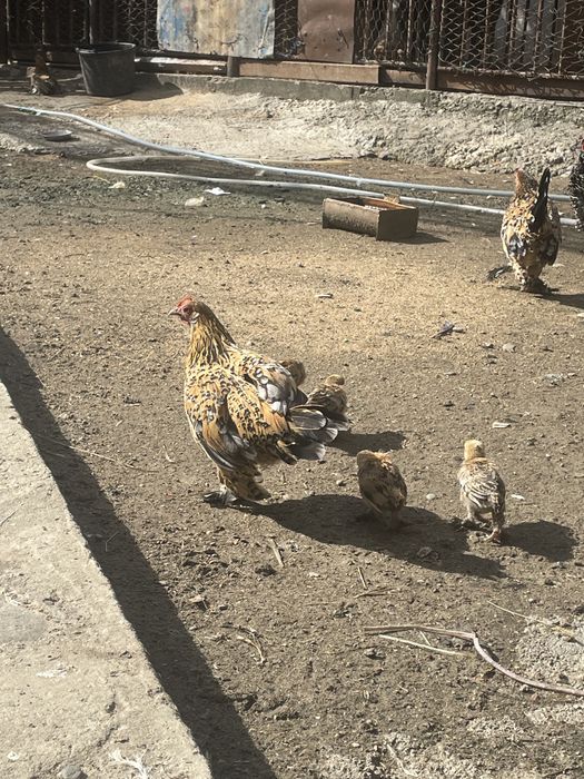 gaini pitice mii de flori familie , sunati pentru mai mulye detalii