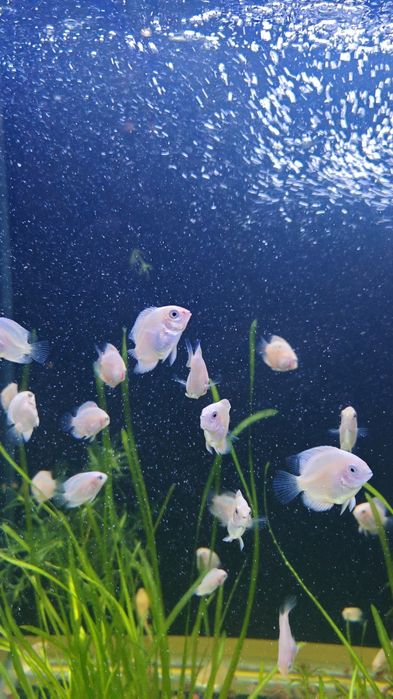 Северум(ложный дискус) 3-5см.Продажа от 10 шт.