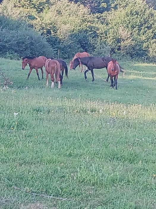 Vând sau schimb cu alte animale