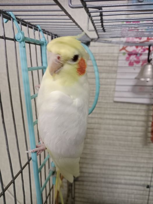 Продам попугая карелла