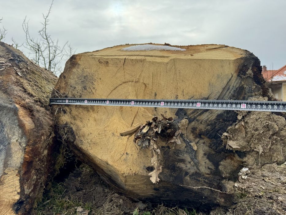 Stejar gorun masiv de dimesiuni mari.