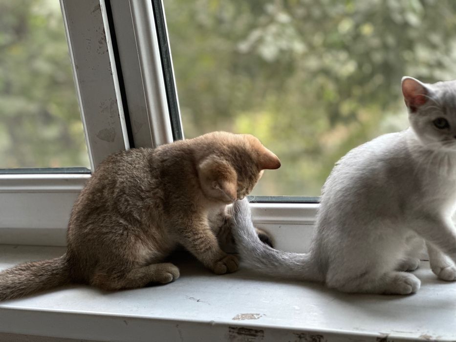 Продам котятки породистая шишила