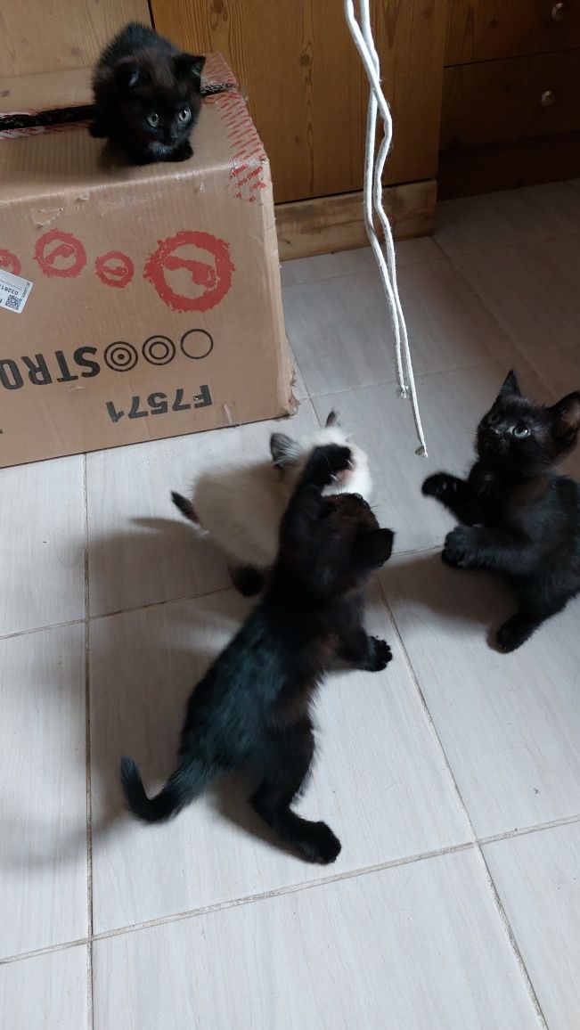 Котята бесплатно
