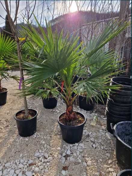 Palmier Washingtonia Robusta poze reale , preț real.