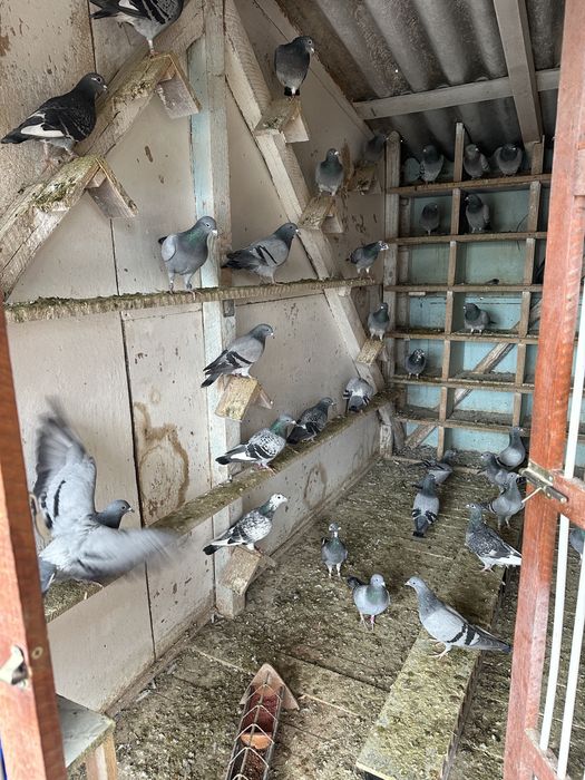 Porumbei zburati de vanzare