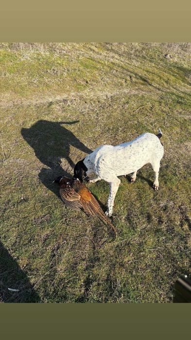 Câine de vânătoare, rasa Pointer