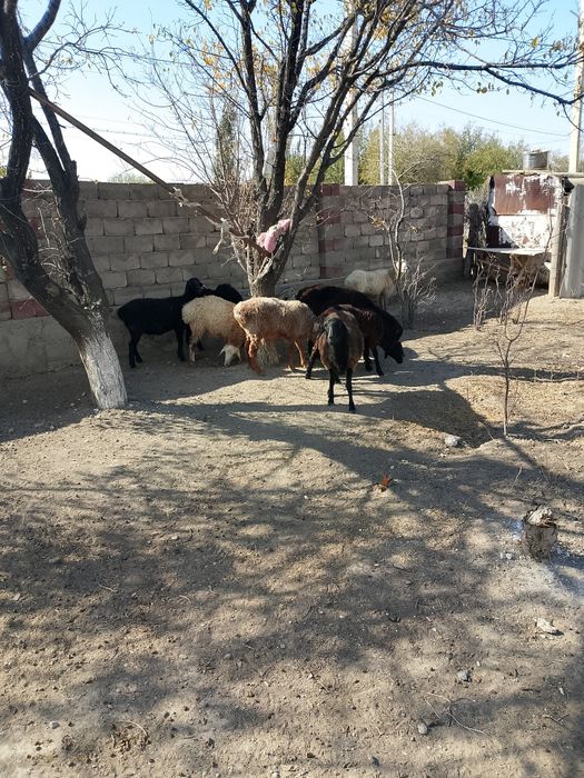 Тоқтылар бар сатылатын бағасы 50000 теңге ден