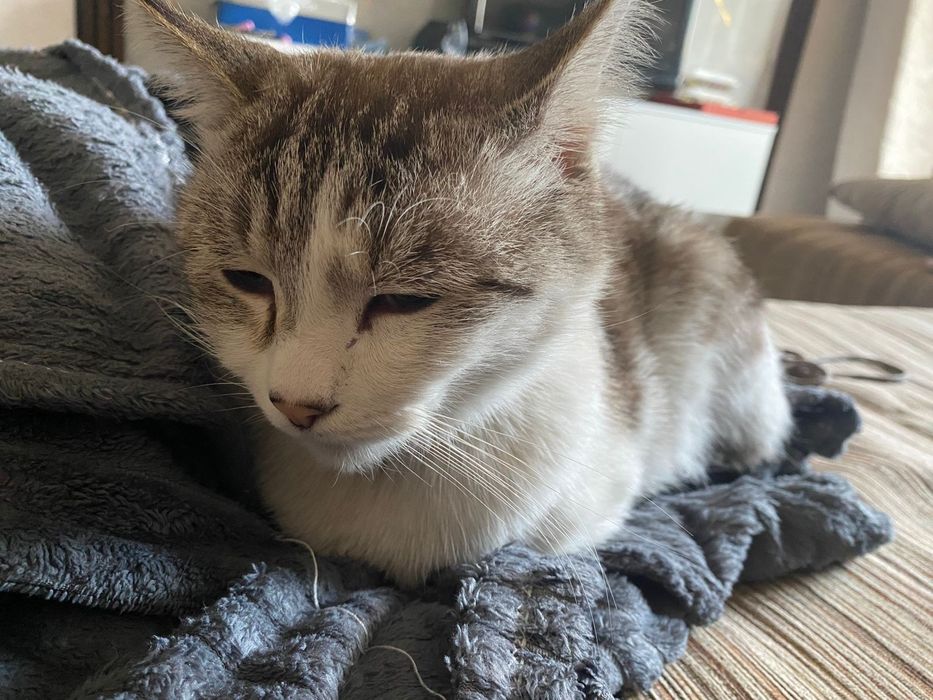отдам кота в добрые руки
