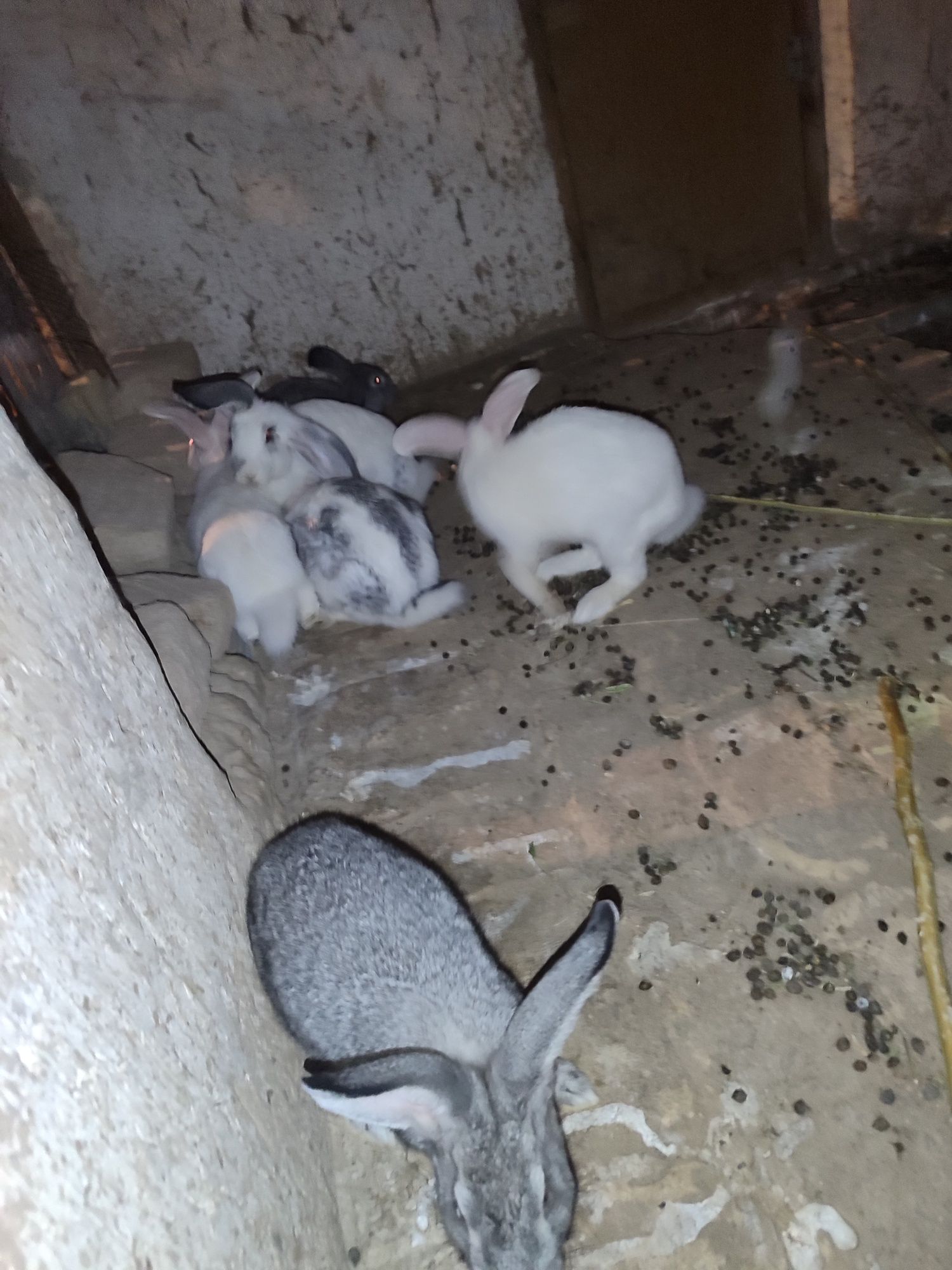 Quyonlar sotiladi oʻgʻil qiz 2tadan 7da
