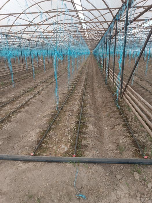 Issiqxona ijaraga beripadi kimga kerak bolsa kelishtirib beramiz