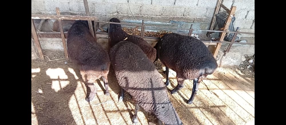 Solu quyla    3 ta 1 tasi quchqor ,/ 2 tasi kotta 1 ta solu kichiyri