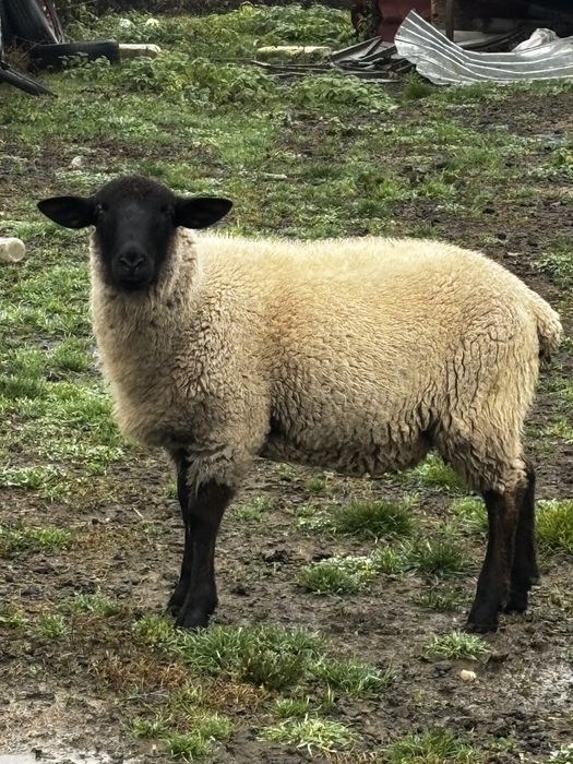 Vand berbec si noatina sulffok