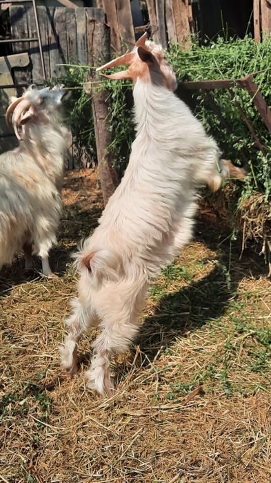 ‼️Vand ied ( țap )  20 lei/kg în viu‼️