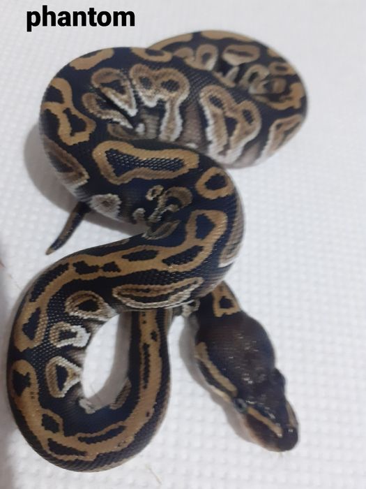 Ball Pythons pui