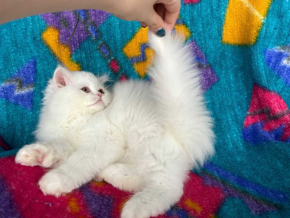 Pisoiaș Scottish Straight Longhair cu Pedigree - Cadou de Craciun