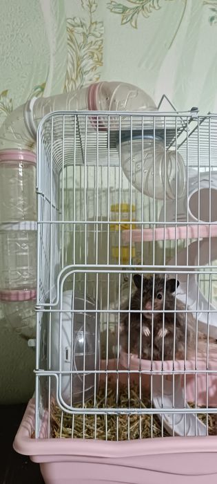 Продается сирийский хомяк
