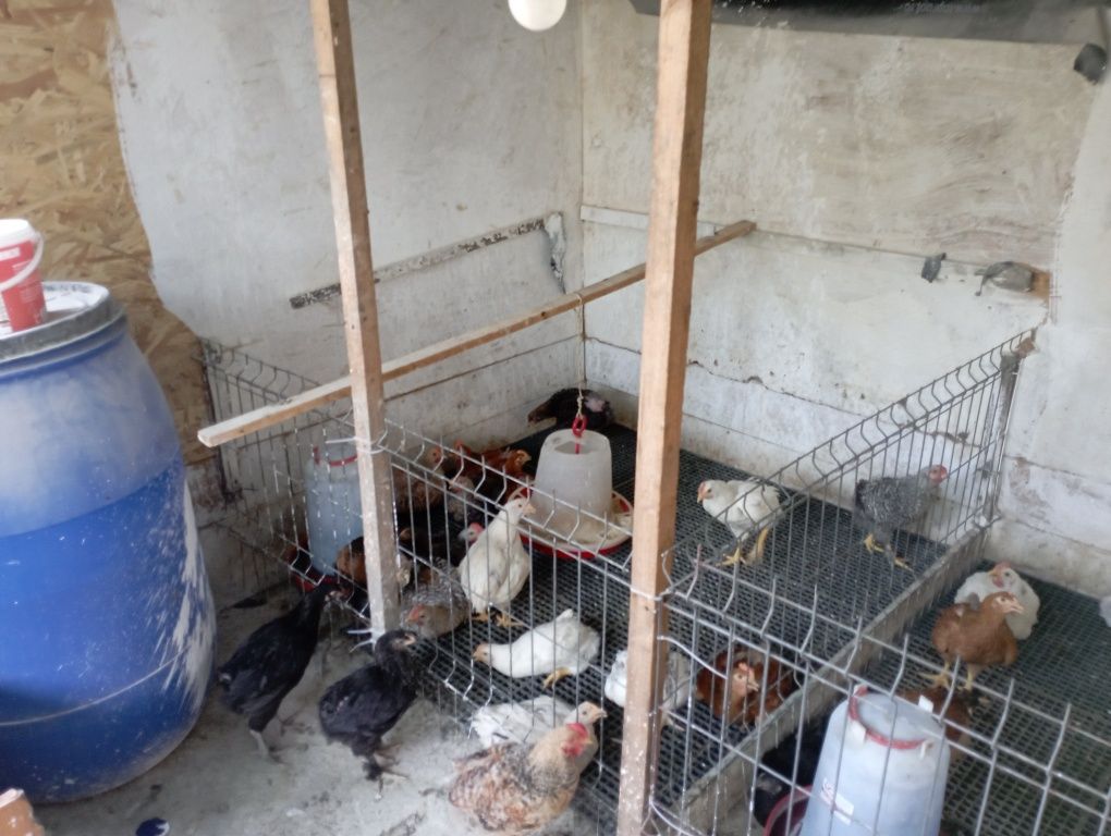 Pui de țară scoși la clocitoare