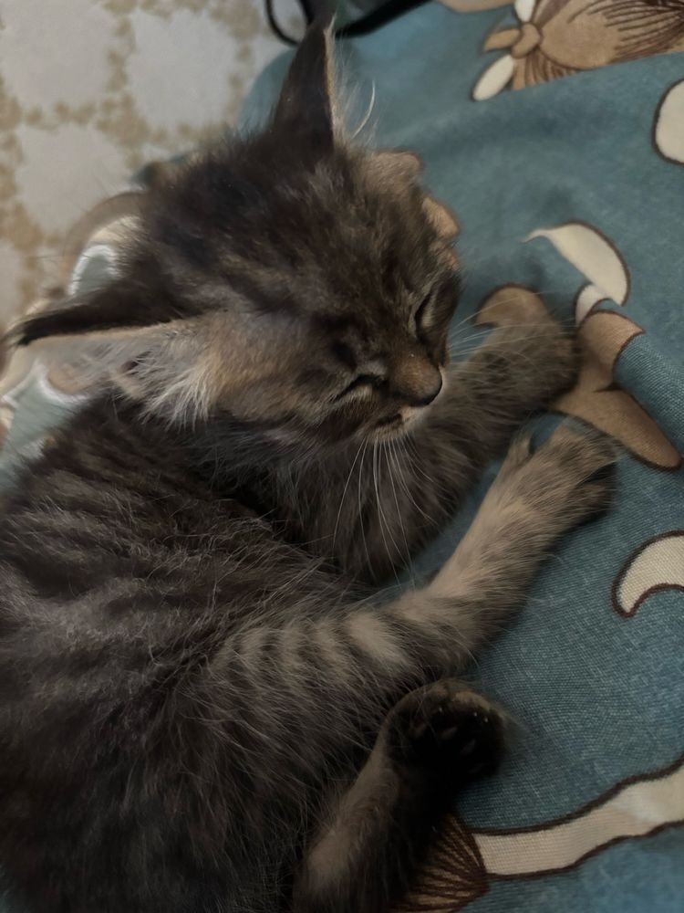 котенок девочка месяц