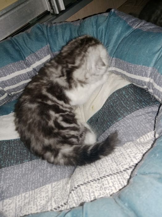 Роскошные котята Скоттиш Фолд