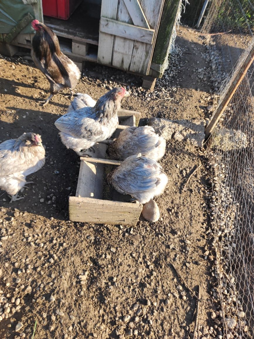 Vând găini araucana albastru