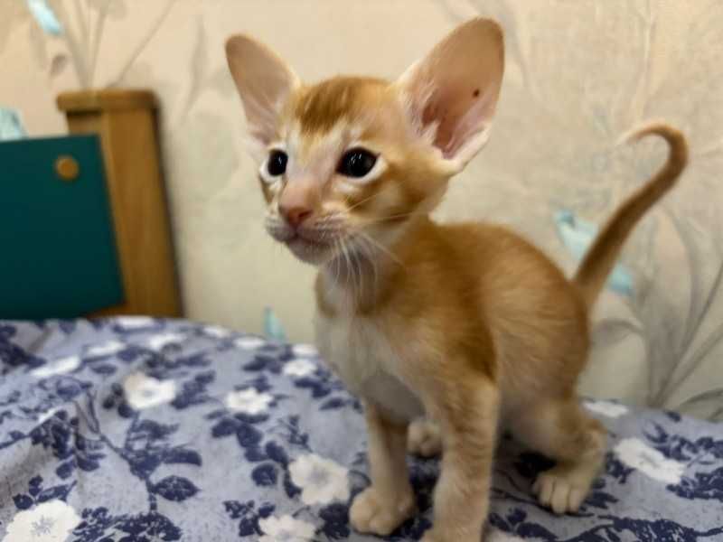 Продам котят Ориеталы
