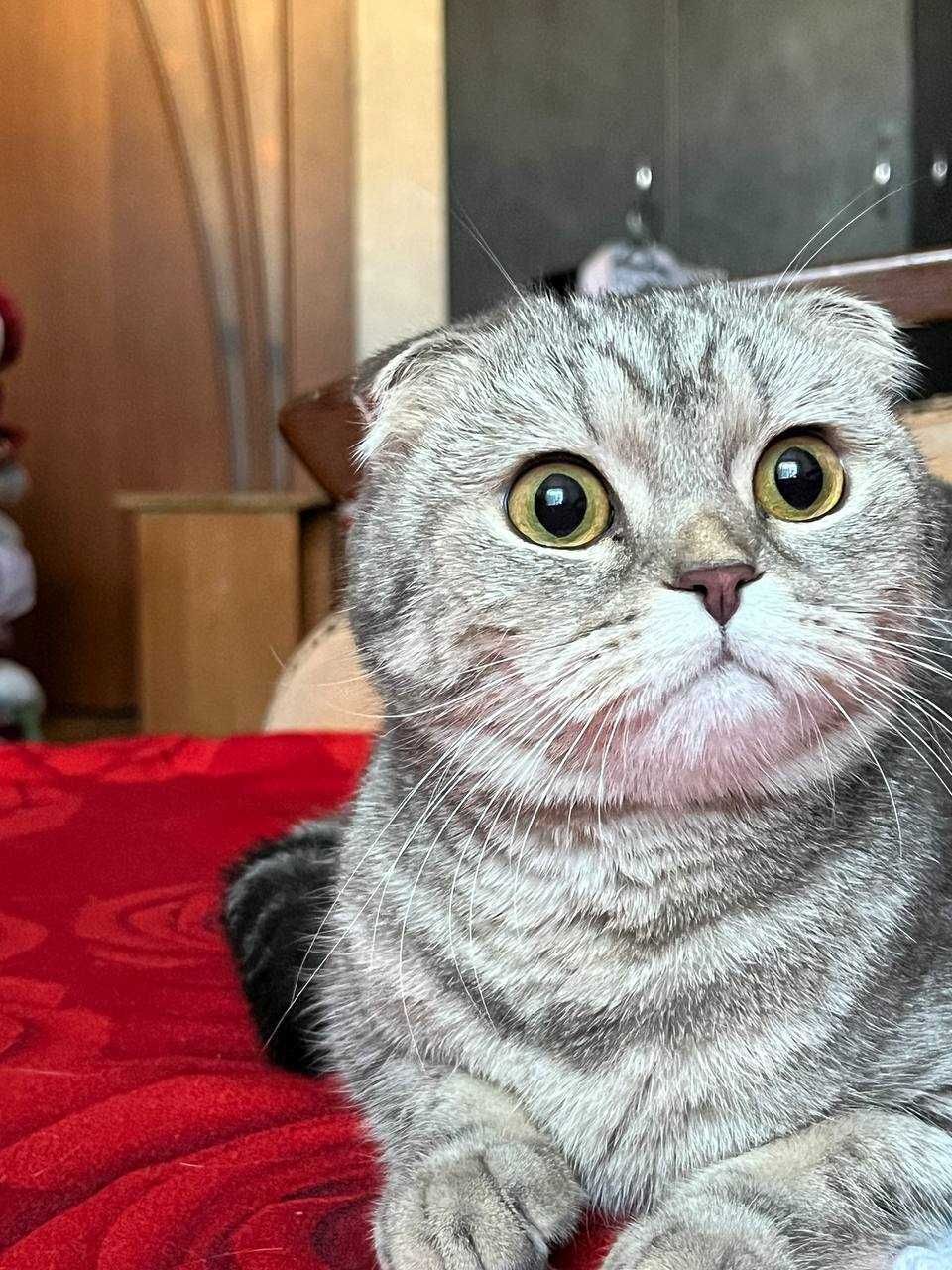 Ищем прямоухого кота для вязки