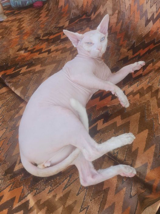 Бенгало Сфински котки