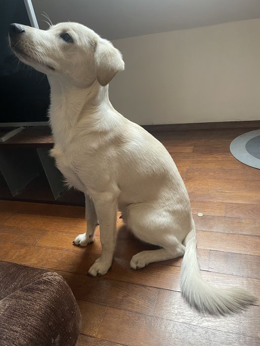 Подаряваме кученце на 8 месеца