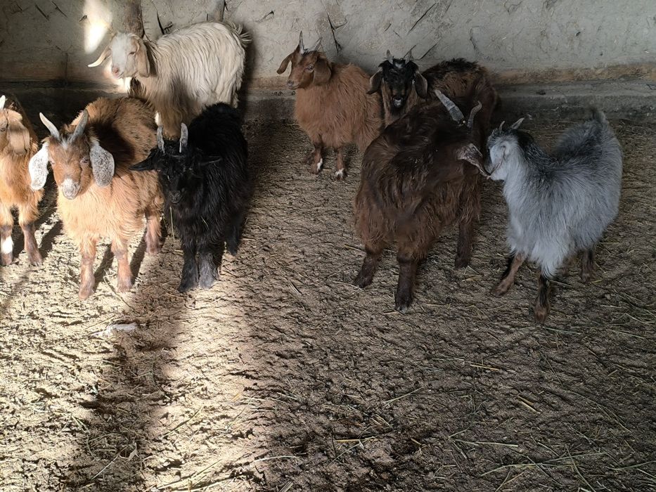 Oʻloqchala sotiladi sogʻlom zur