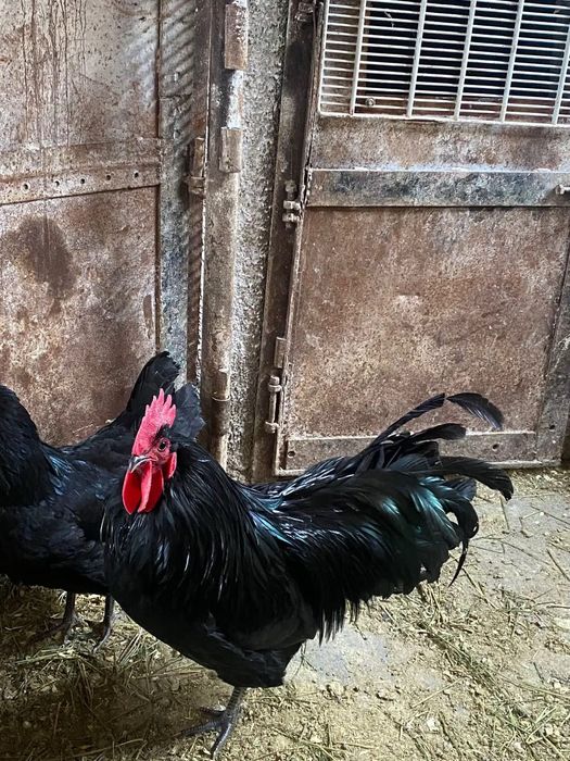 Vând cocoși australorp