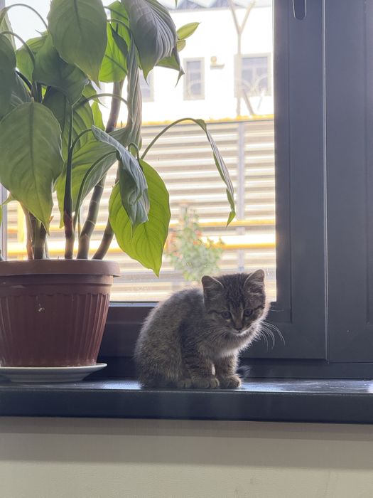 Домашний котёнок