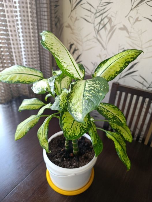 Диффенбахия пестролистная