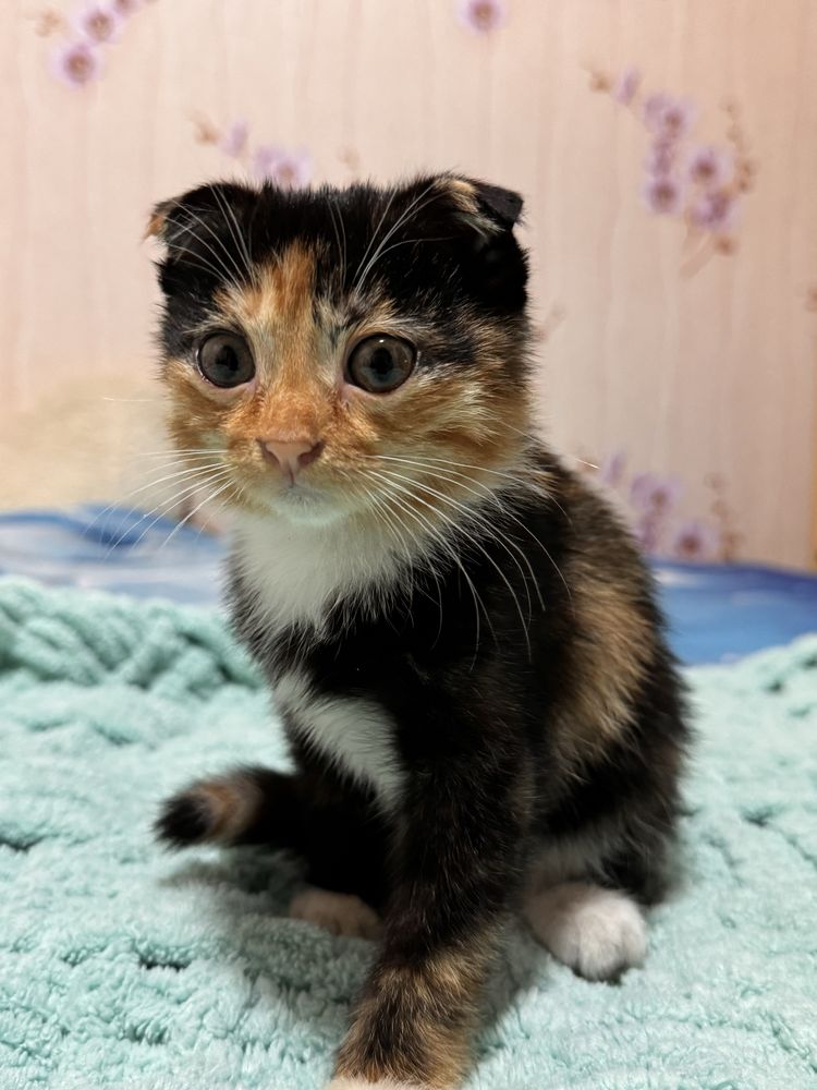 Вислоухий котёнок
