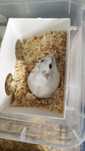 Donez urgent!!Locație Cosani pui de hamster(5)