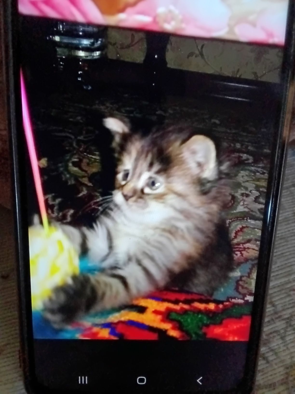 Миленький котёнок