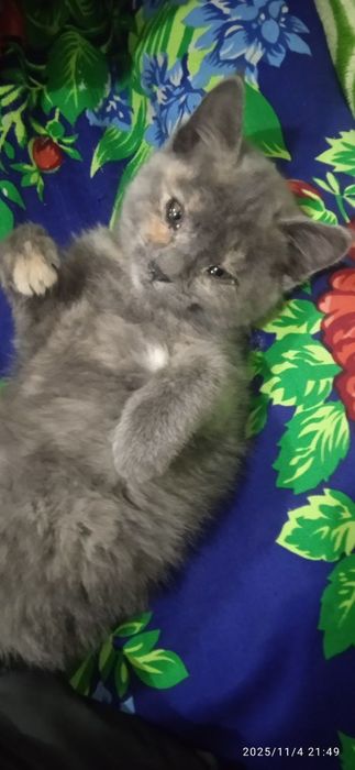 Мушук боласи текинга берилади.Котёнок бесплатно